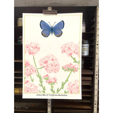 RBU-740 Acmon Blue Butterfly