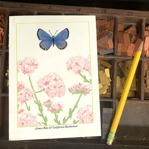 RBU-740 Acmon Blue Butterfly