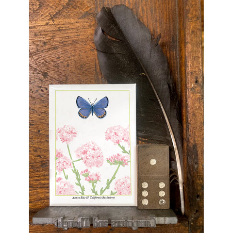 RBU-740 Acmon Blue Butterfly
