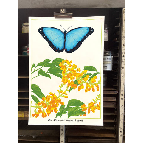 RBU-741 Blue Morpho Butterfly