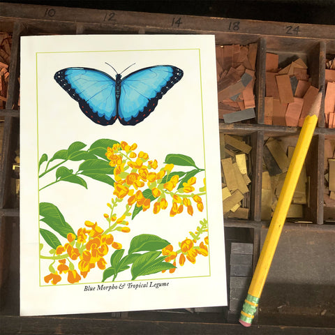 RBU-741 Blue Morpho Butterfly