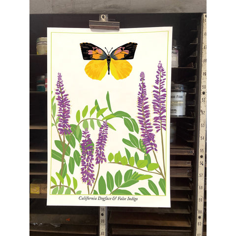 RBU-742 California Dogface Butterfly