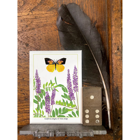 RBU-742 California Dogface Butterfly
