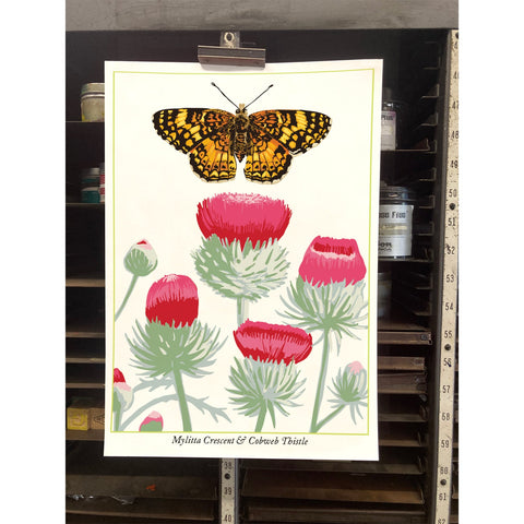 RBU-745 Mylitta Crescent Butterfly