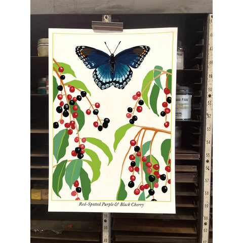 RBU-747 Red-Spotted Purple Butterfly