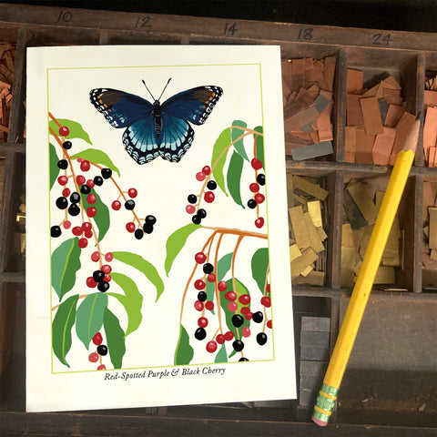 RBU-747 Red-Spotted Purple Butterfly