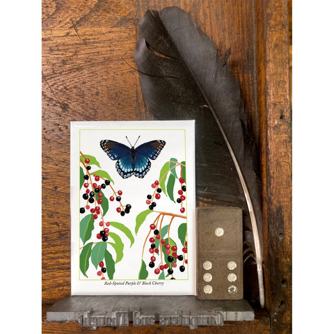RBU-747 Red-Spotted Purple Butterfly