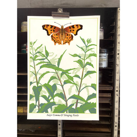 RBU-748 Satyr Comma Butterfly