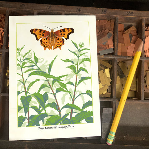 RBU-748 Satyr Comma Butterfly