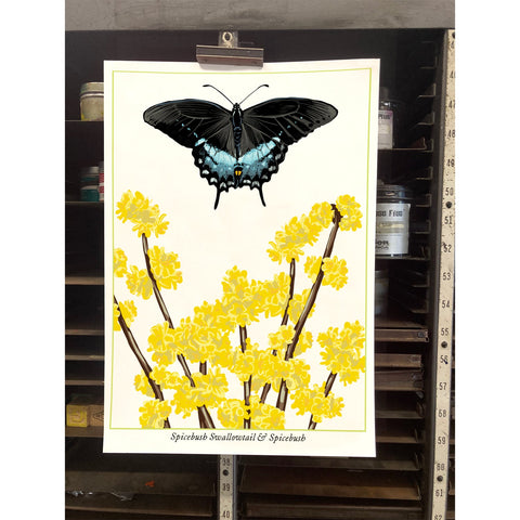 RBU-749 Spicebush Swallowtail Butterfly