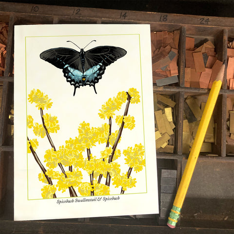 RBU-749 Spicebush Swallowtail Butterfly