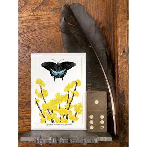 RBU-749 Spicebush Swallowtail Butterfly