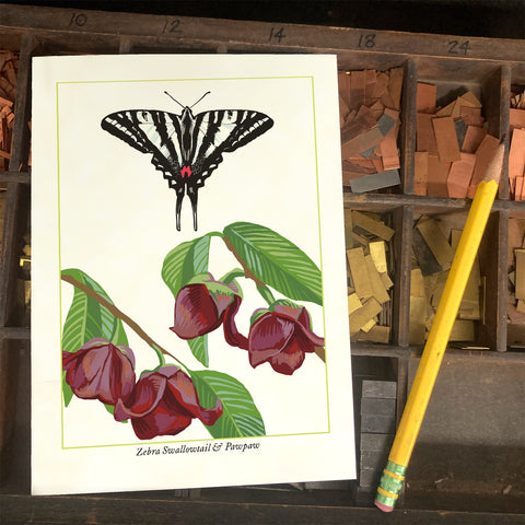 RBU-752 Zebra Swallowtail Butterfly