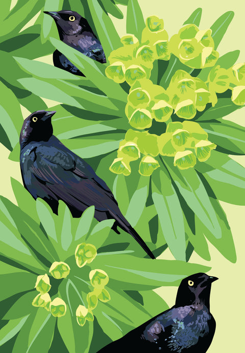 rbi-09163 Blackbirds and Euphorbia