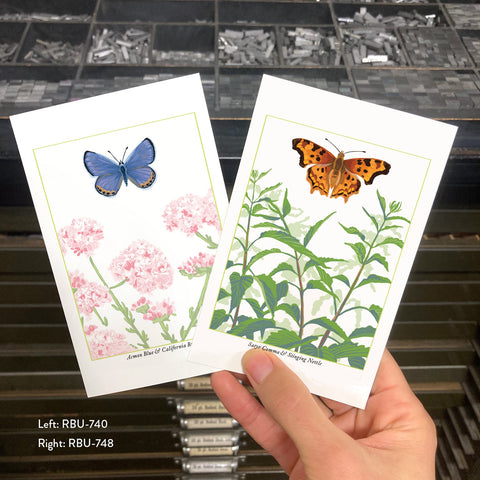 RBU-748 Satyr Comma Butterfly