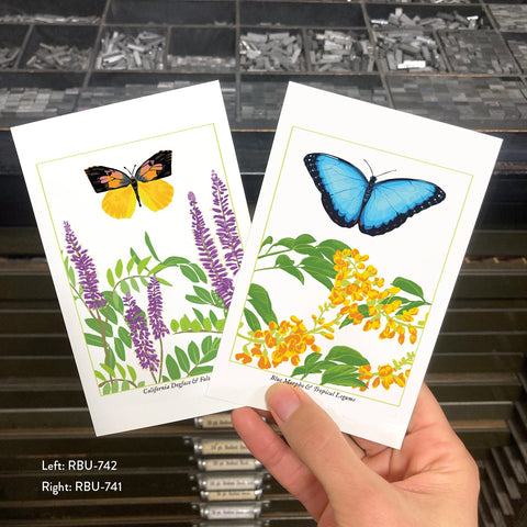 RBU-741 Blue Morpho Butterfly