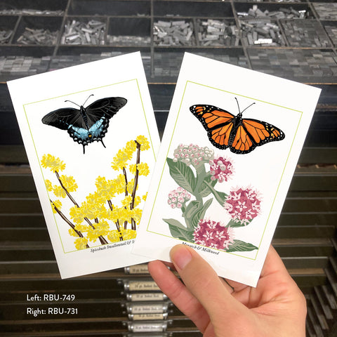 RBU-749 Spicebush Swallowtail Butterfly