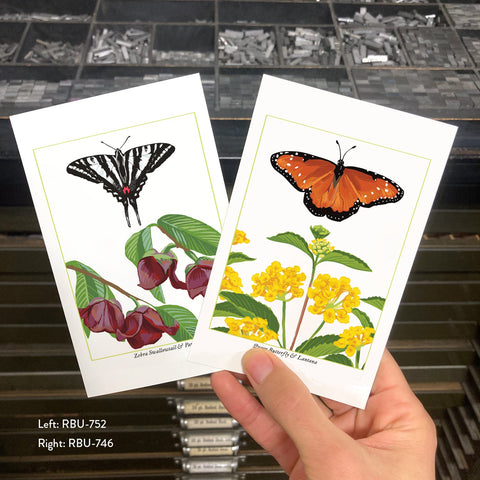 RBU-752 Zebra Swallowtail Butterfly
