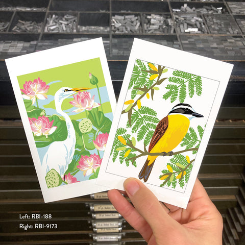 RBI-9173 Great Kiskadee and Acacia