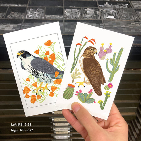 RBI-9177 Red-Tailed Hawk and Cacti