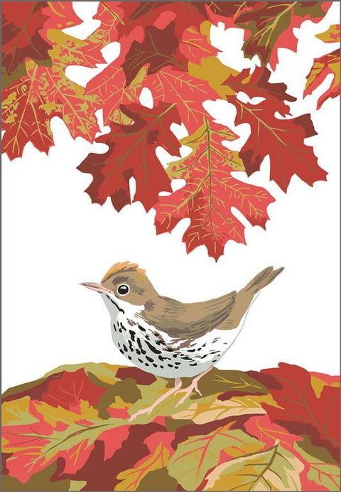 RBI-9161  Ovenbird and Autumn Leaves