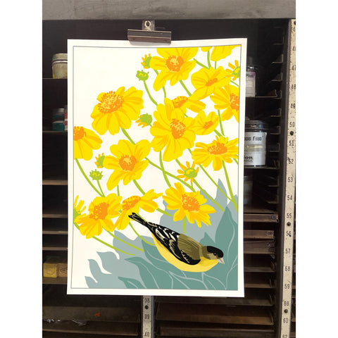 RBI-9171 Lesser Goldfinch and Brittlebush