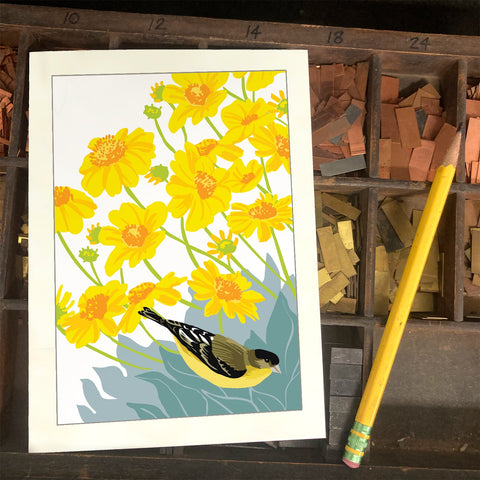 RBI-9171 Lesser Goldfinch and Brittlebush