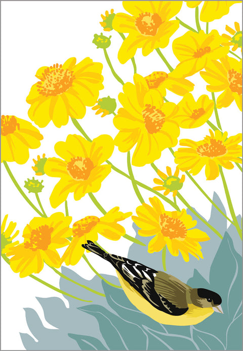 RBI-9171 Lesser Goldfinch and Brittlebush