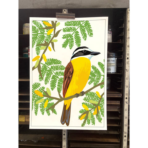 RBI-9173 Great Kiskadee and Acacia