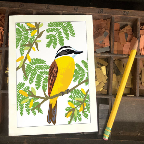 RBI-9173 Great Kiskadee and Acacia