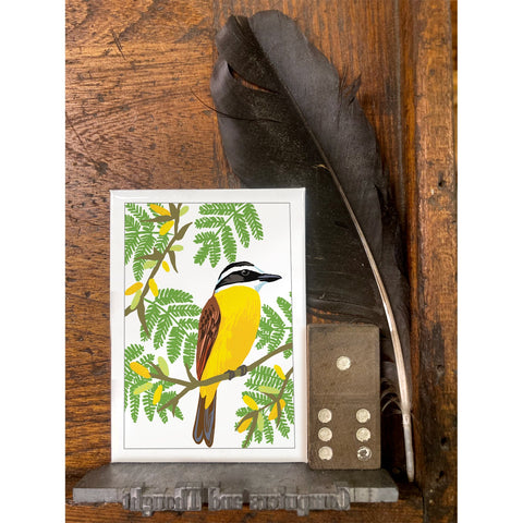 RBI-9173 Great Kiskadee and Acacia