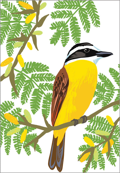 RBI-9173 Great Kiskadee and Acacia