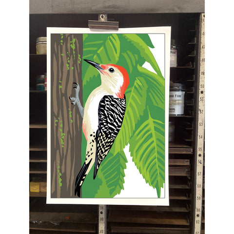 RBI-09175 Red-Bellied Woodpecker and Elm