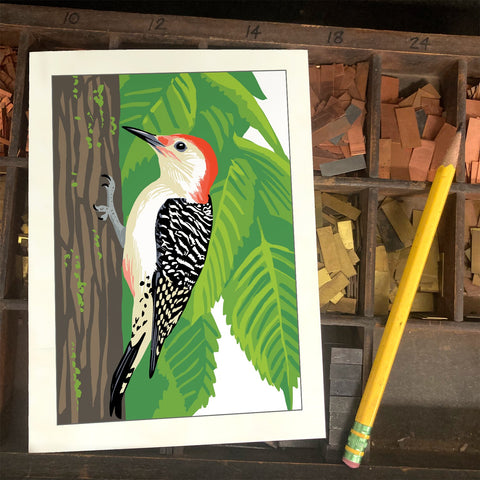 RBI-09175 Red-Bellied Woodpecker and Elm