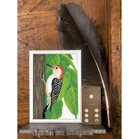 RBI-09175 Red-Bellied Woodpecker and Elm