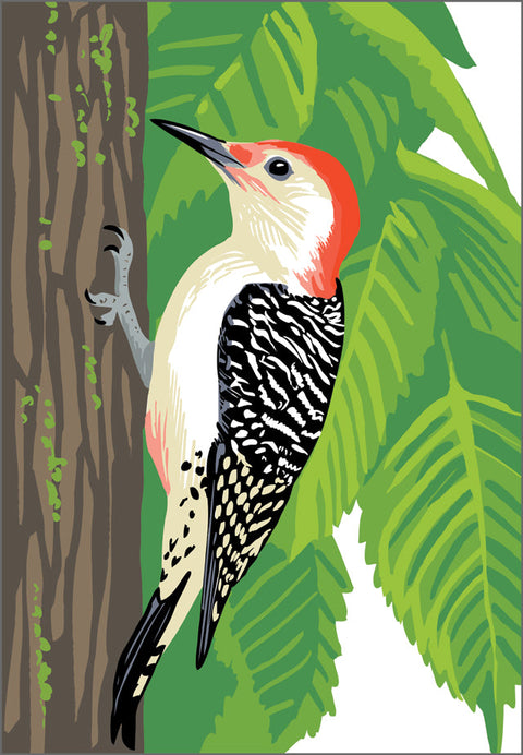 RBI-09175 Red-Bellied Woodpecker and Elm