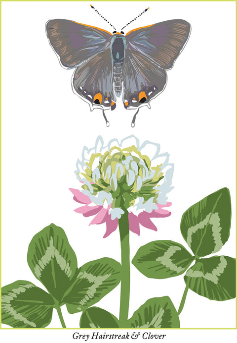 RBU-728 Grey Hairstreak Butterfly