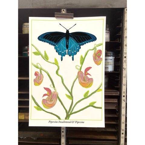 RBU-735 Pipevine Swallowtail Butterfly