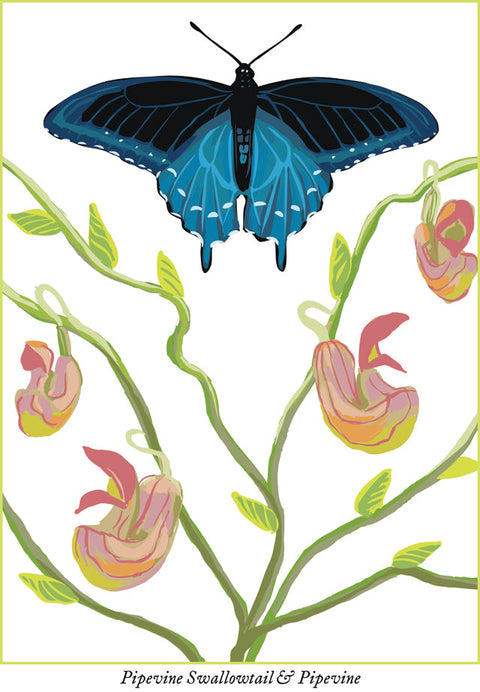 RBU-735 Pipevine Swallowtail Butterfly