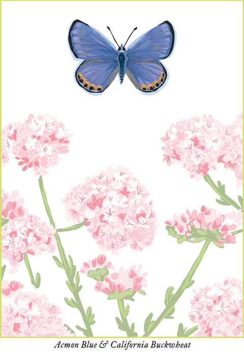 RBU-740 Acmon Blue Butterfly