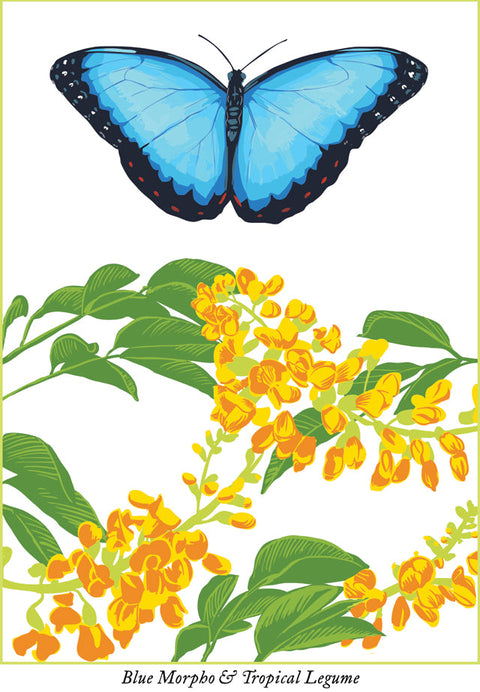 RBU-741 Blue Morpho Butterfly