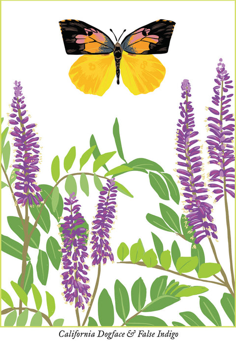 RBU-742 California Dogface Butterfly