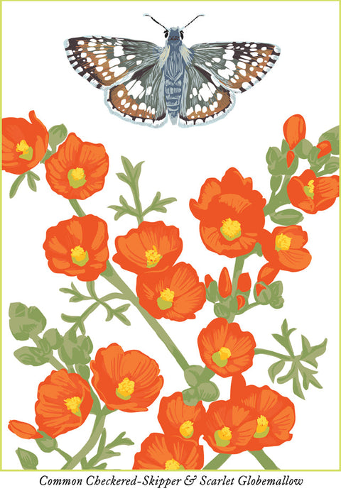 RBU-743 Checkered-Skipper Butterfly
