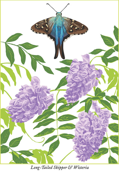 RBU-744 Long-Tailed Skipper Butterfly
