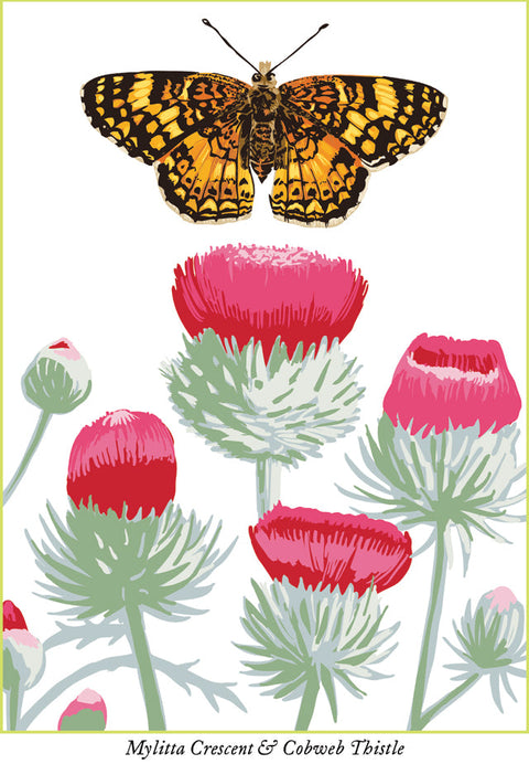 RBU-745 Mylitta Crescent Butterfly