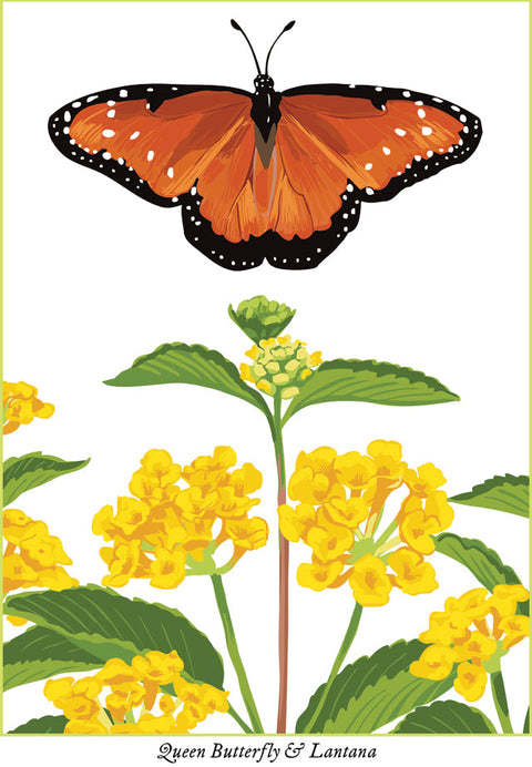 RBU-746 Queen Butterfly