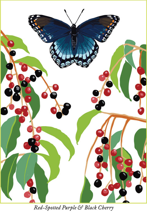 RBU-747 Red-Spotted Purple Butterfly