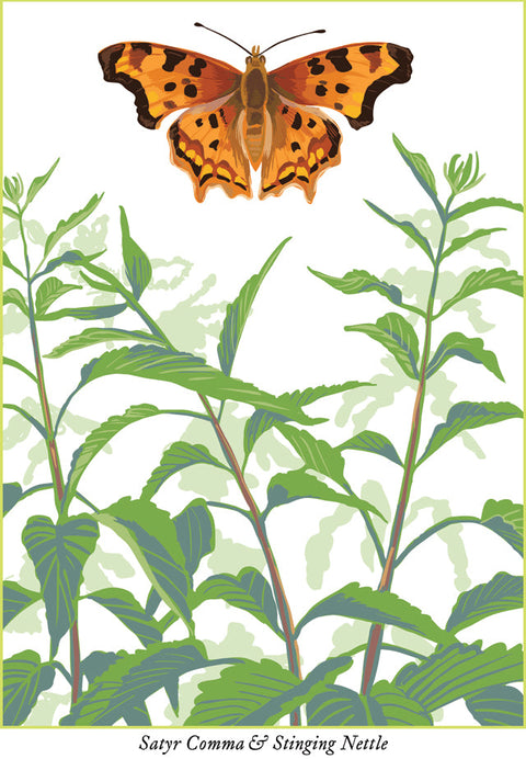 RBU-748 Satyr Comma Butterfly