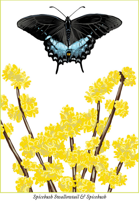 RBU-749 Spicebush Swallowtail Butterfly
