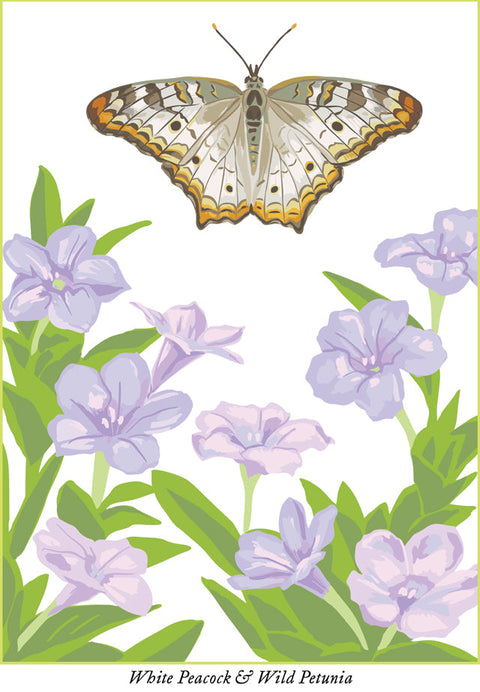 RBU-751 White Peacock Butterfly